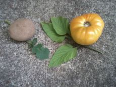 Two Different Types Of Tomato Plant Leaves