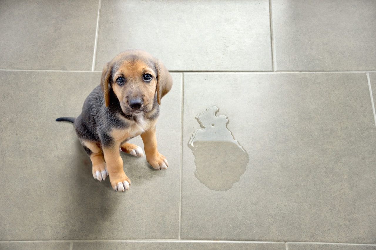 puppy sitting next to puddle of urine