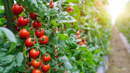 Cherry tomatoes growing on a vine