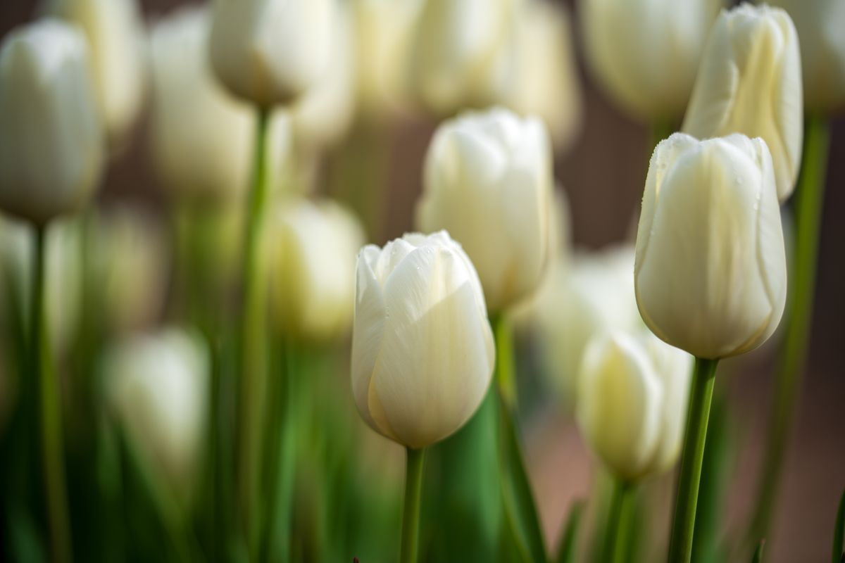 Sony FE 50-150mm f/2 G Master example shot