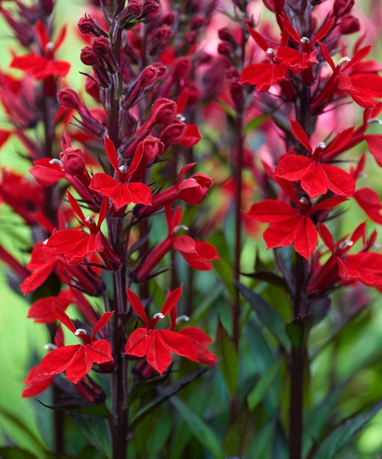 Shade plants that attract hummingbirds: 5 flowers to grow | Homes & Gardens