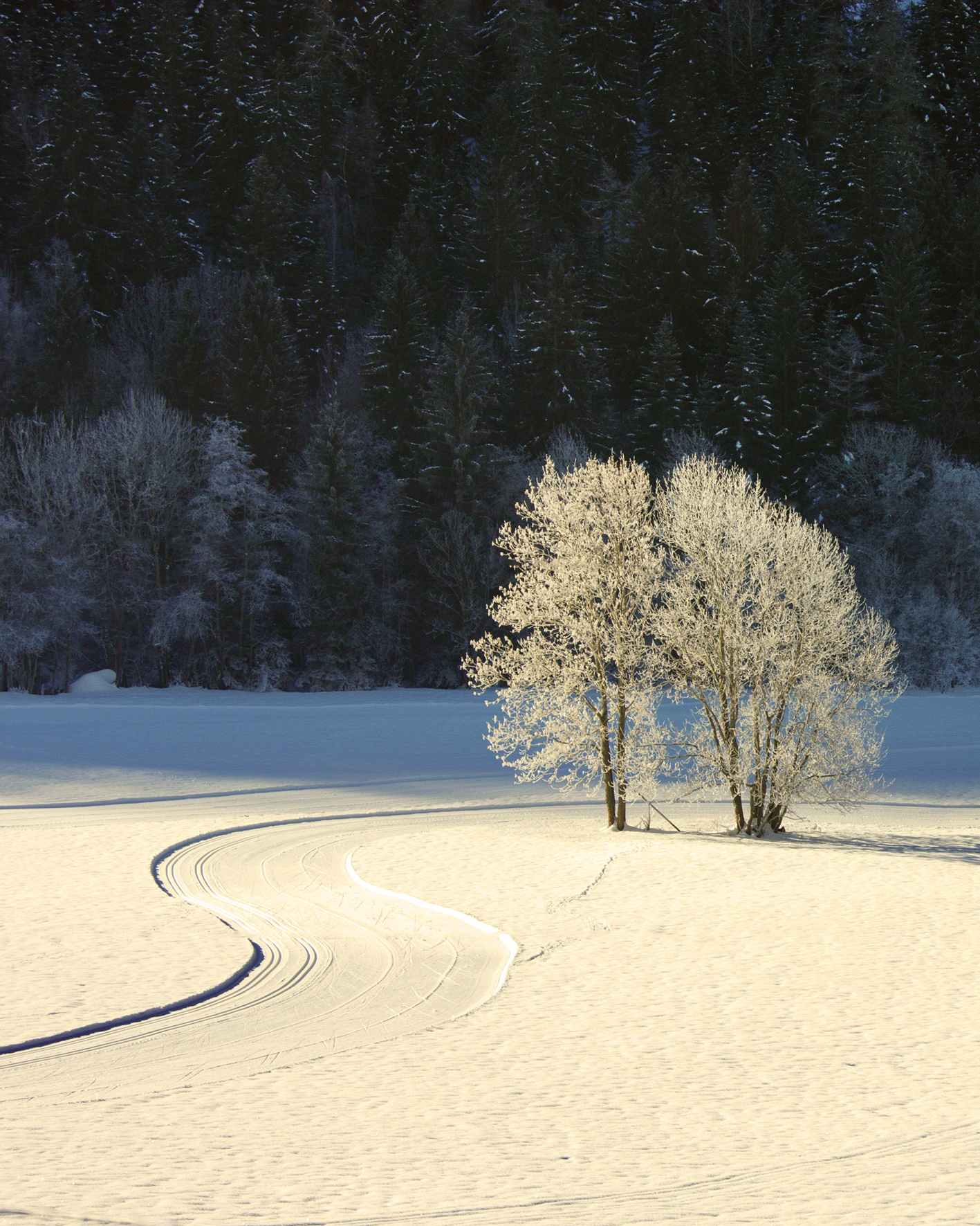 A serene winter scene featuring two frosted trees in a yellow looking snowy landscape, with gentle curves of snowmobile tracks winding through the white terrain
