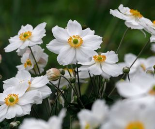 anemone hybrida 'honorine jobert' white flower