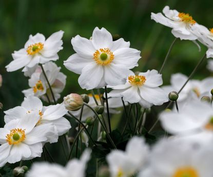 Beautiful white flowers: 12 elegant choices | Homes & Gardens