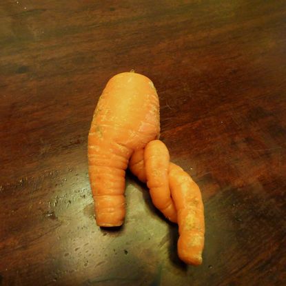 Deformed Carrot On Wood Table