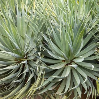 Yucca plants in drought-tolerant garden