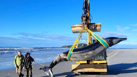 A large dolphin-like whale is carried by a digger on a beach with two people walking alongside it 