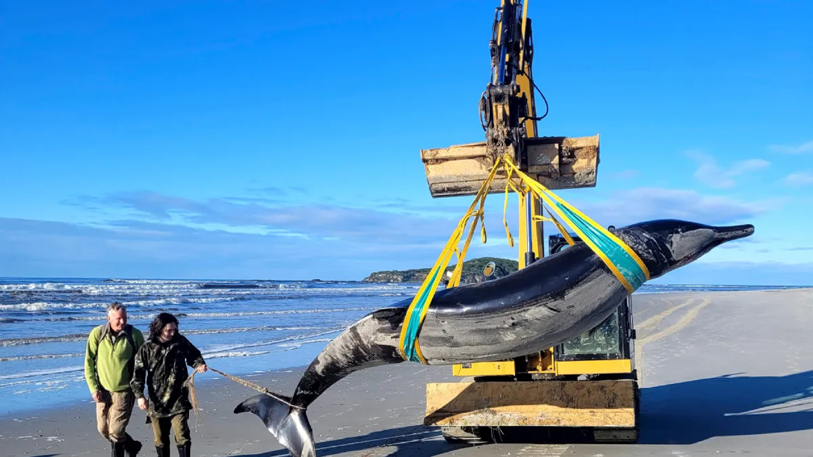  Ultra-rare whale never seen alive washes up on on New Zealand beach — and scientists could now dissect it for the 1st time 