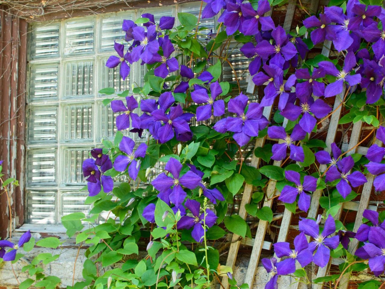 Purple Flowered Vines