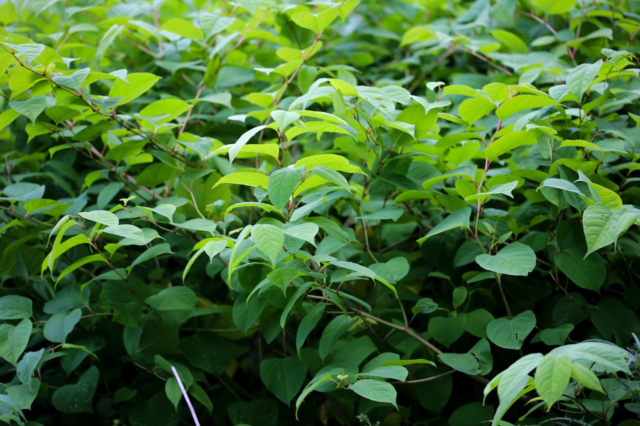 Japanese knotweed