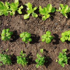 Evenly spaced vegetable plants in plot