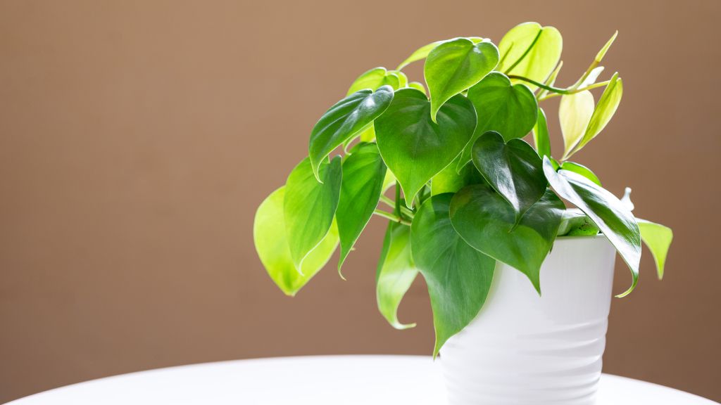 Heart-leaf philodendron plant sitting on a table.