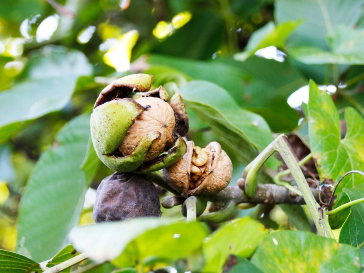 Как растут орехи фото Walnut Tree Care - How To Grow A Walnut Tree Gardening Know How