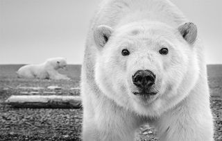 'Hello' by David Yarrow