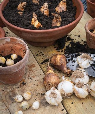 planting spring bulbs in containers