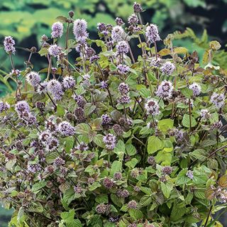 a close up of the purple tufty flowers of Mentha aquatica or water mint