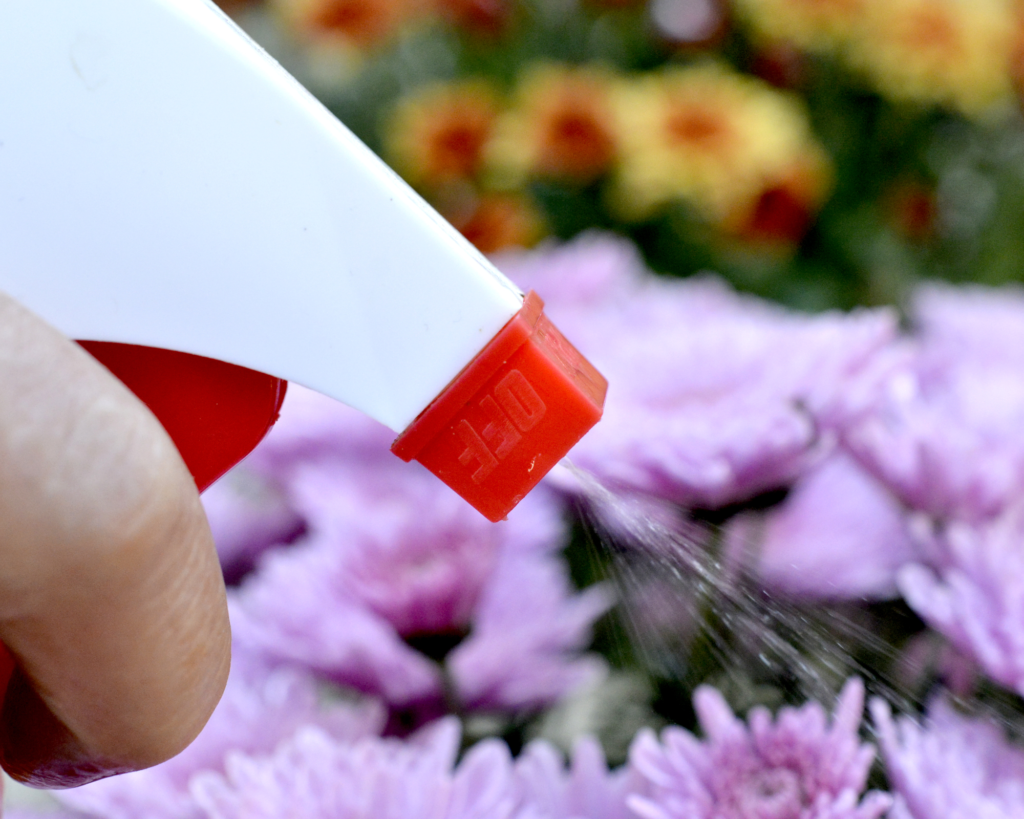 Hand spraying mums