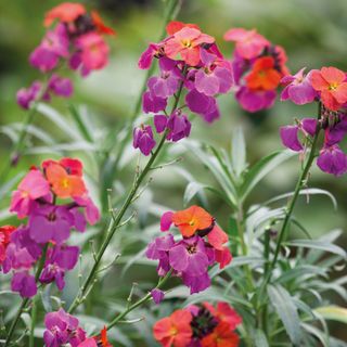 Erysimum 'Winter Orchid'