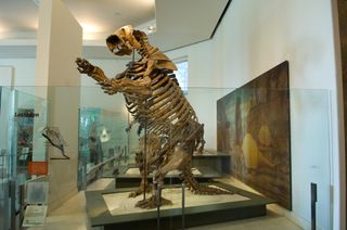 A very tall, giant ground sloth skeleton standing on two legs and its tail in a museum exhibit.