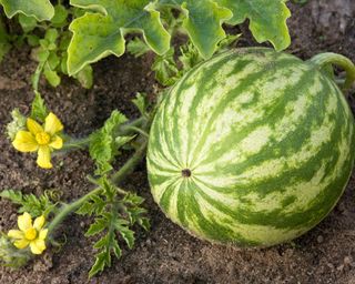 watermelon growing in the ground