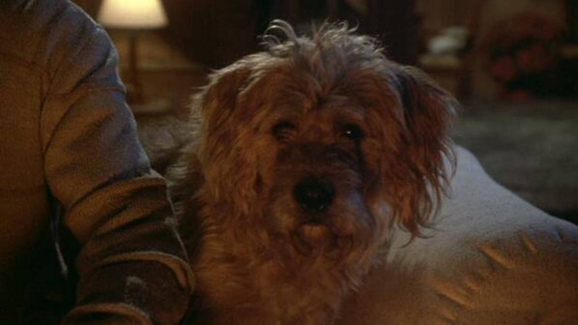 Barney the dog in Gremlins
