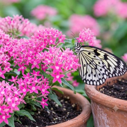 AI edited image of black and white butterfly resting on a pentas flower in a terracotta pot