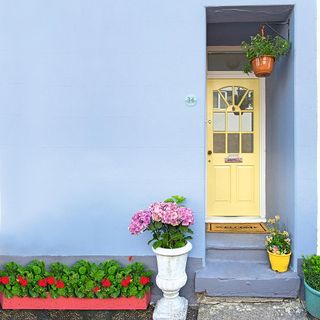 sky blue wall with flower pot and shrubs with lemon front door