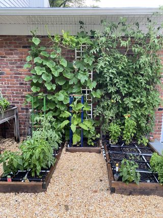 Raised vegetable garden divided into square feet plots with plants growing vertically up a trellis on a brick wall