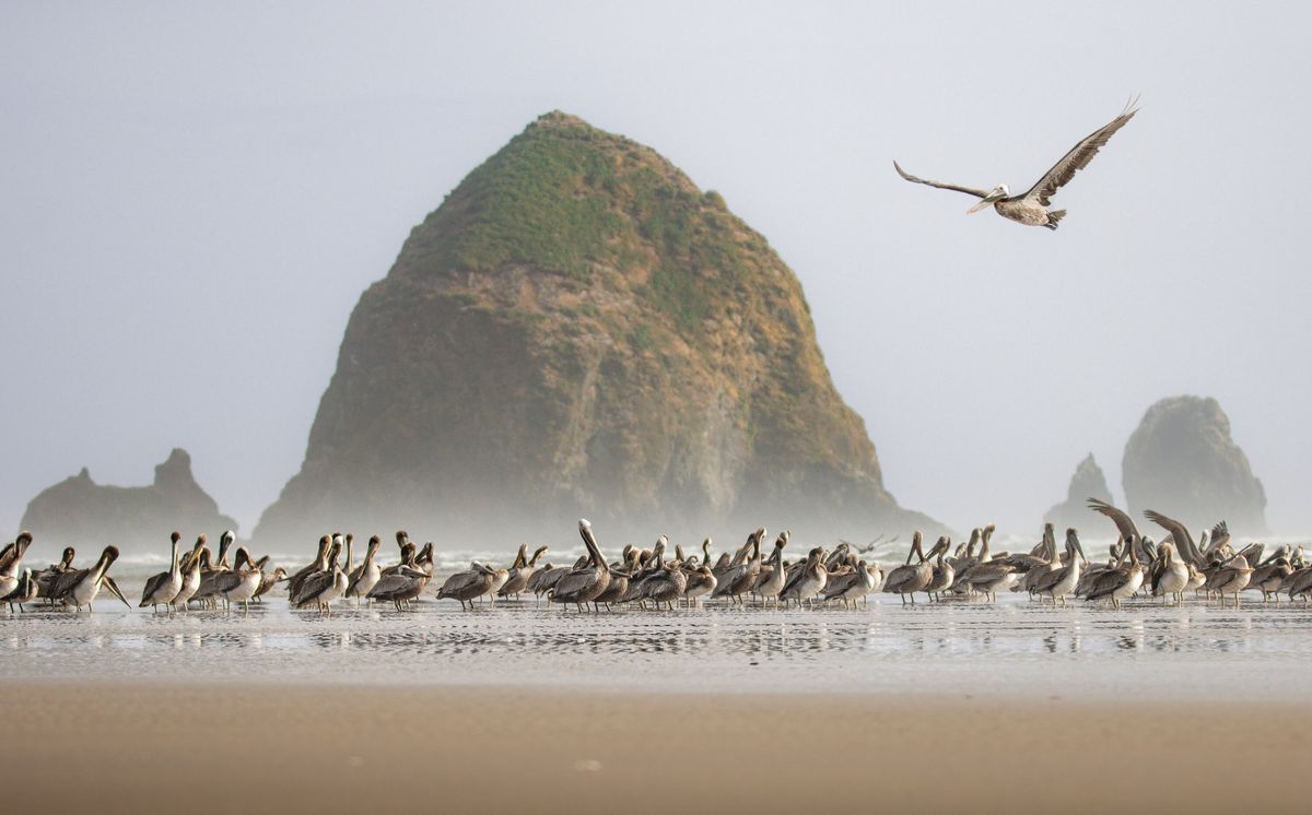Pelicans in front of large rock a beach.