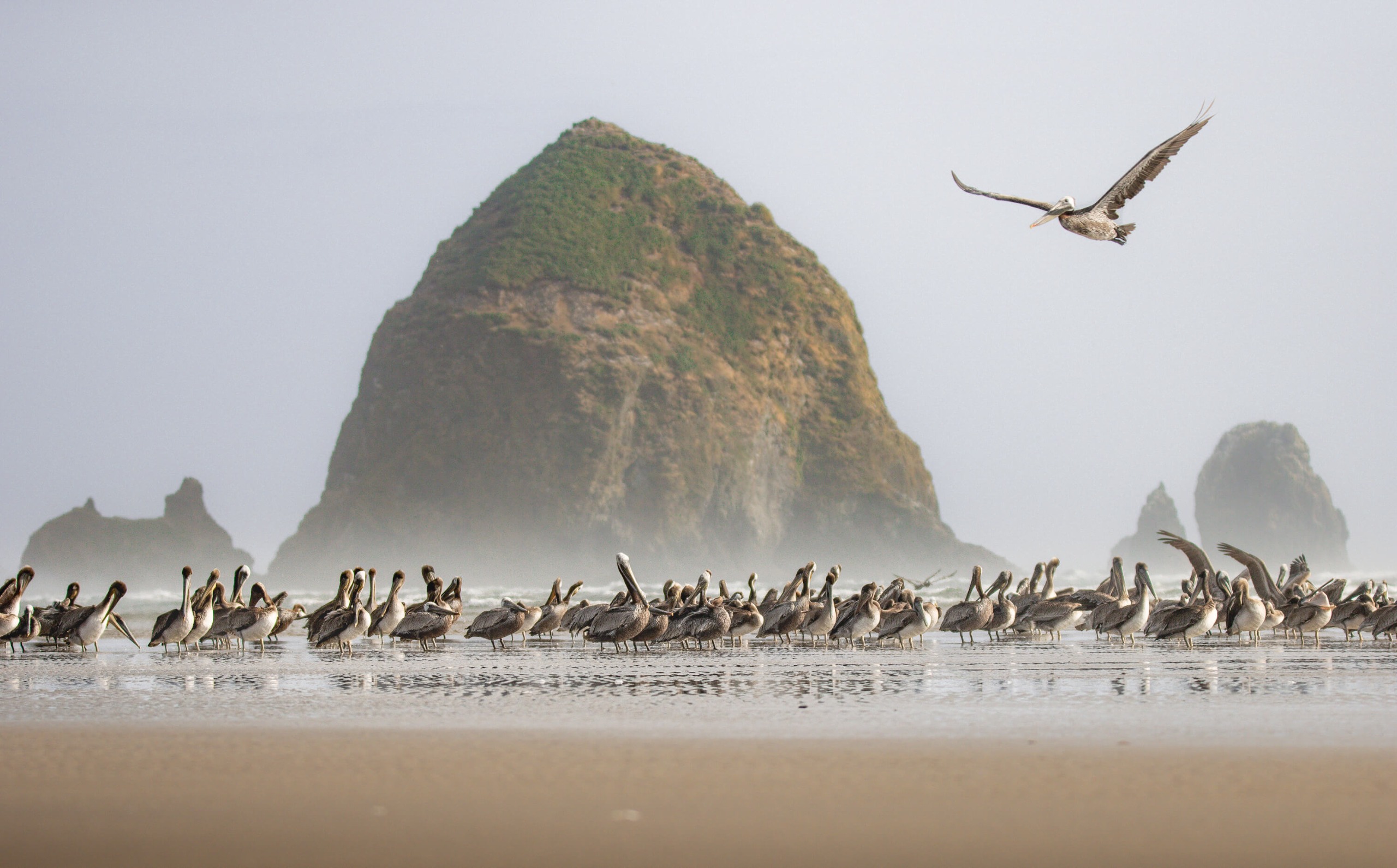 Pelicans in front of large rock a beach.