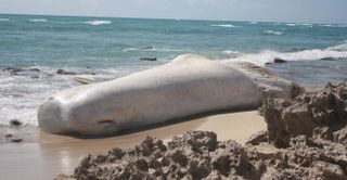 A sperm whale carcass that washed up in Hawaii looks more like a gigantic marshmallow than a dead marine mammal. Photo taken under NOAA permit #932-1905.