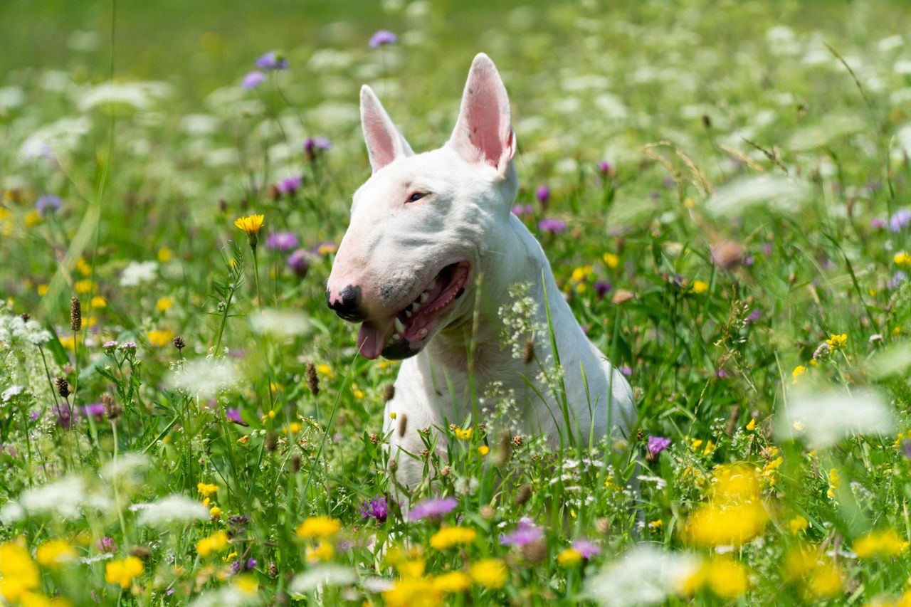 A white Bull Terrier sits among tall grasses and colourful wildflowers, smiling contentedly.