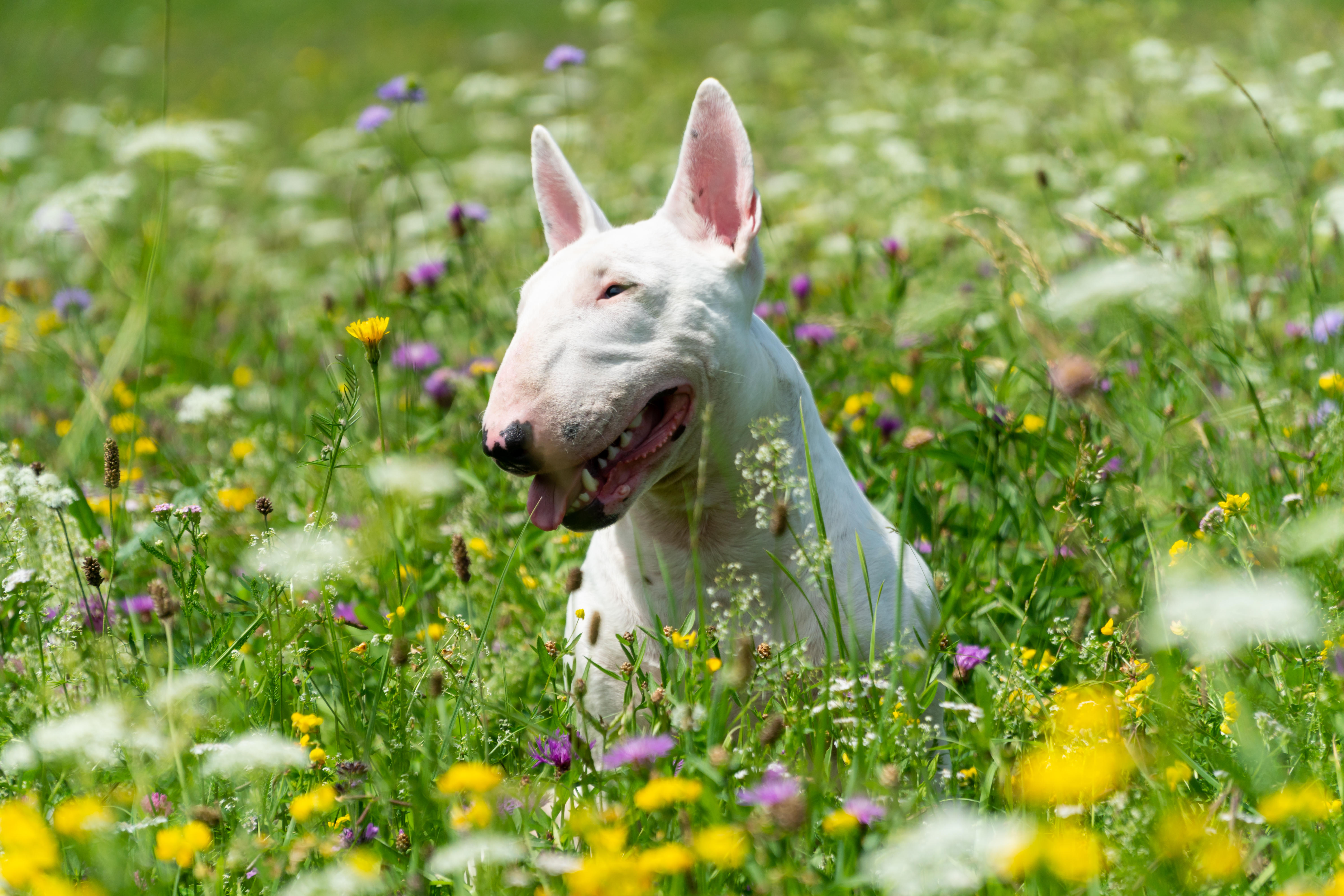 A white Bull Terrier sits among tall grasses and colourful wildflowers, smiling contentedly.