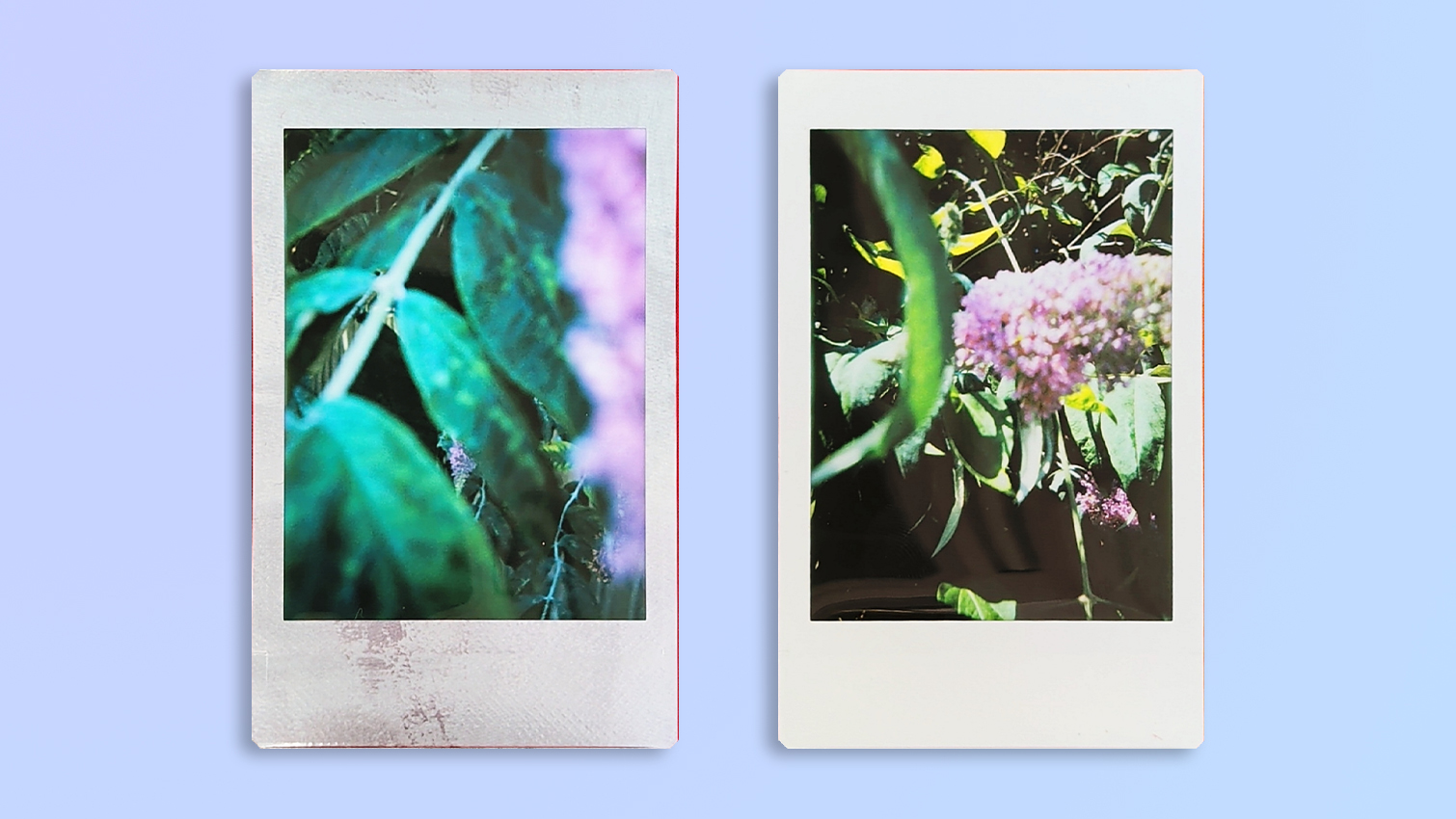 A photo taken and printed on a Fujifilm Instax mini 13 instant camera