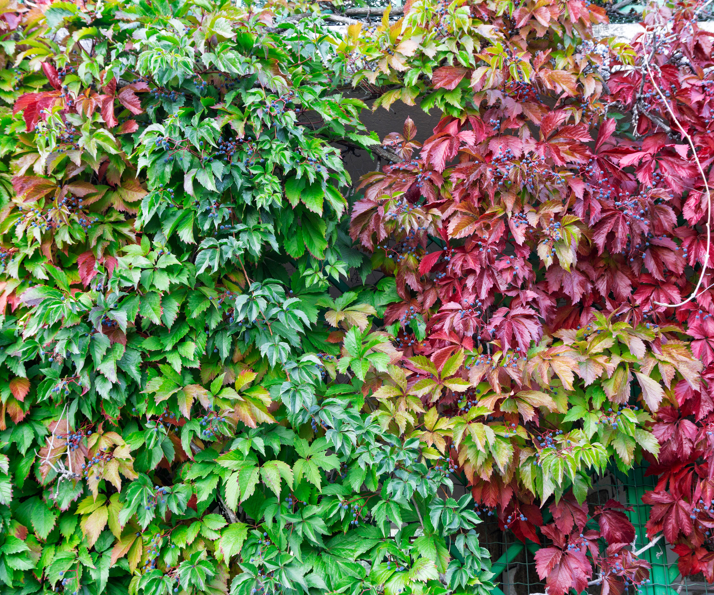 green and red Virginia creeper foliage