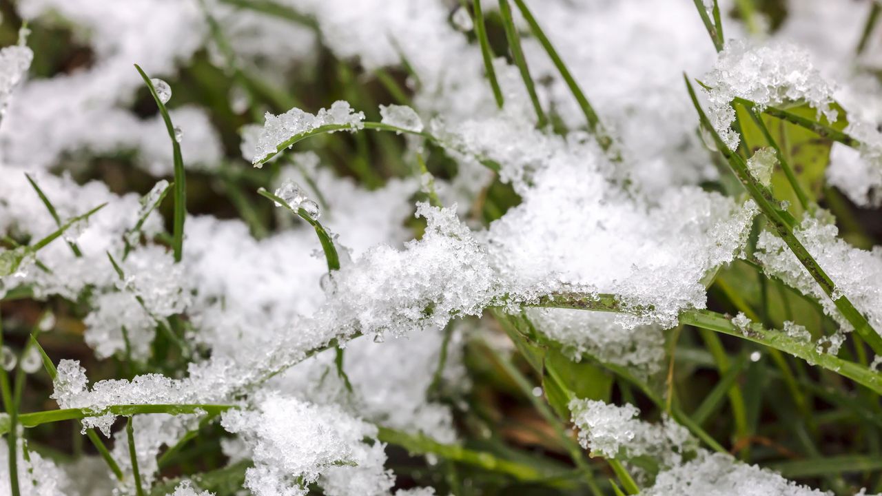 snow on a lawn