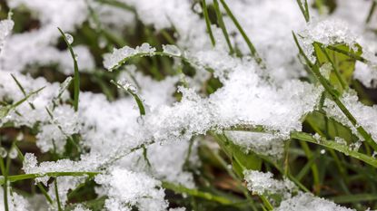 草坪上的雪