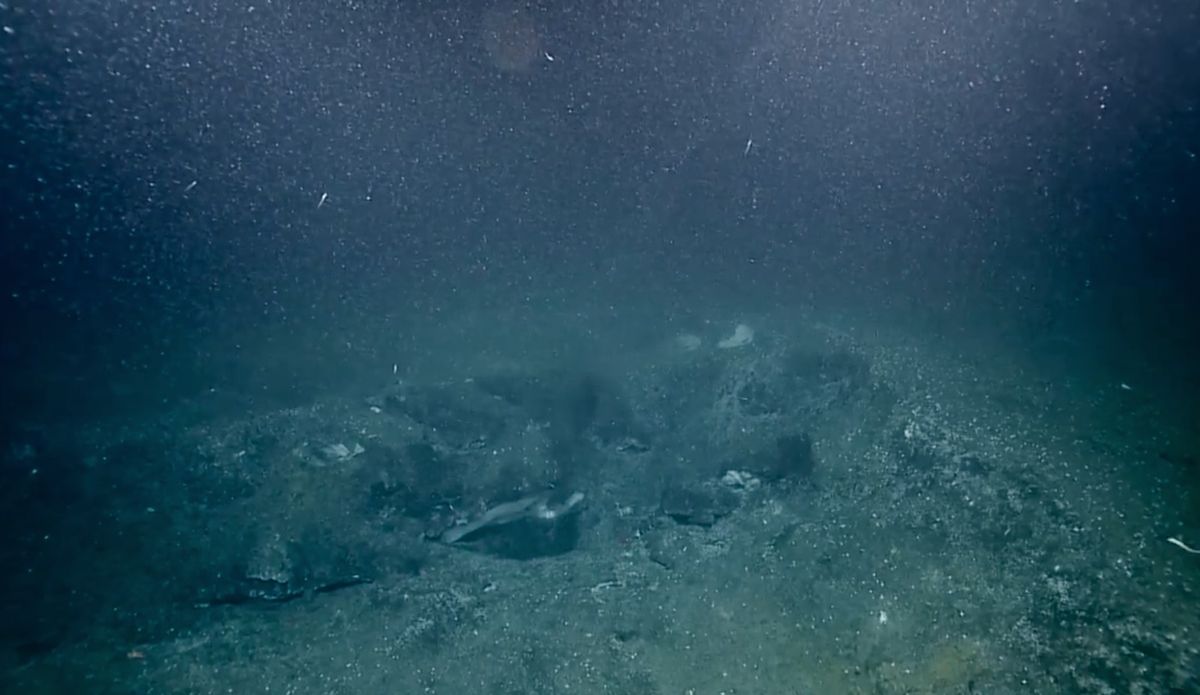 The methane bubbles streaming up from the seafloor off the Pacific Northwest coast appeared almost like champagne bubbles.