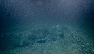 The methane bubbles streaming up from the seafloor off the Pacific Northwest coast appeared almost like champagne bubbles.