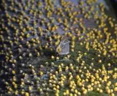 A butterfly rests on a tree, camouflaging itself against the surface.