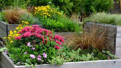 Tiered raised bed planted with late summer color