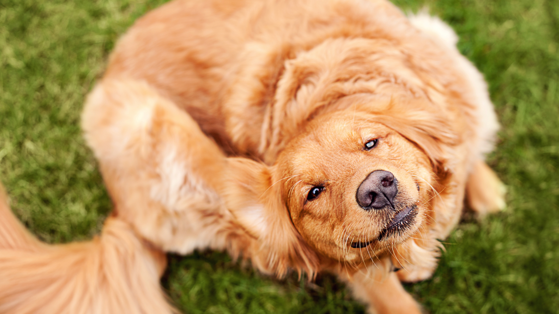 Birds eye view of a dog scratching