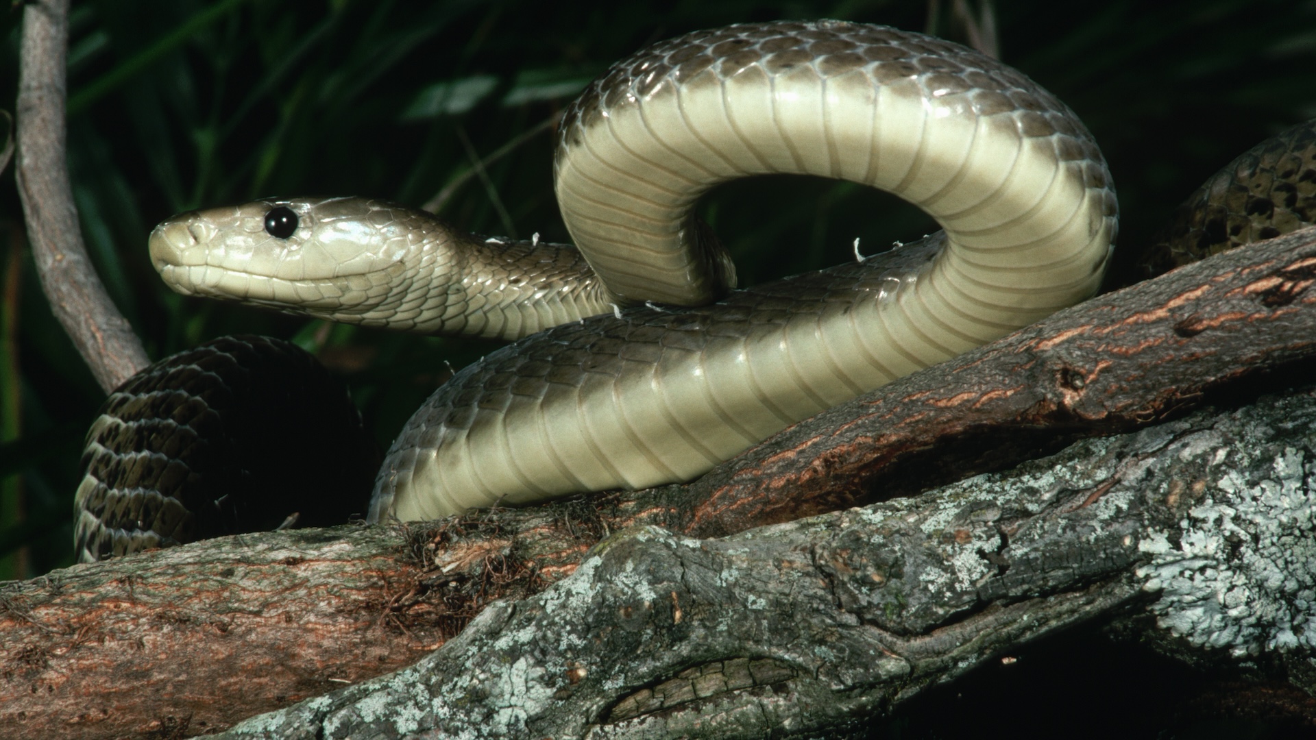 a black mamba on a branch