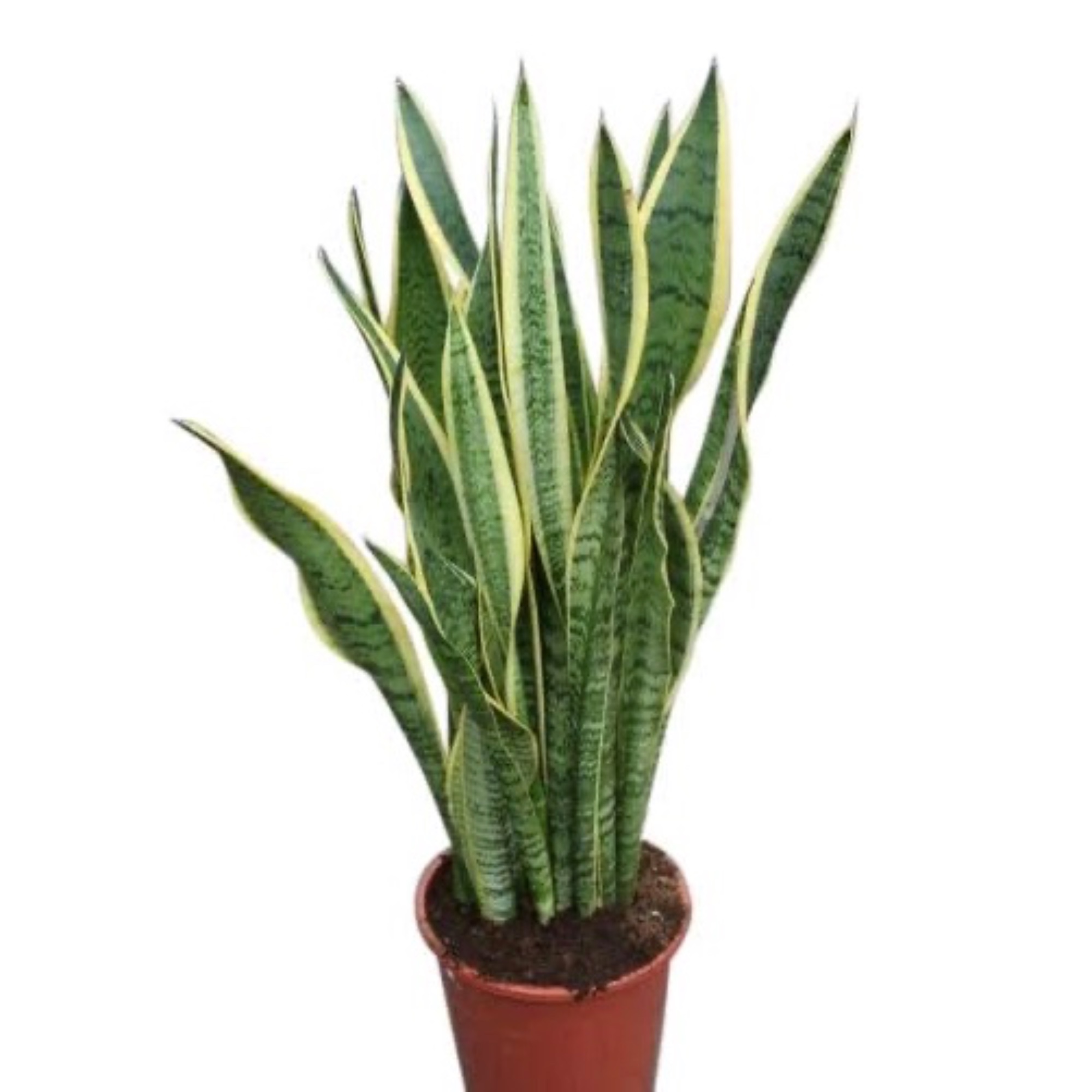 Sansevaria Mother in Laws Tongue House Plant, approx 30cm tall