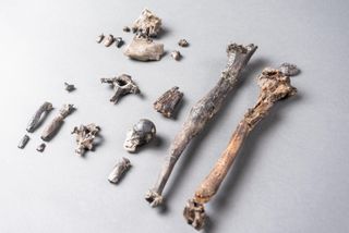 Here, the 21 bones of the most complete partial skeleton of a male Danuvius ape discovered in Bavaria.