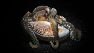 A coconut octopus clings to a shell, photographed by nature photographer Paul Nicklen in Indonesia in 2025. 