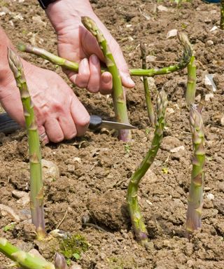 Asparagus spears being harvested by hand with a knife