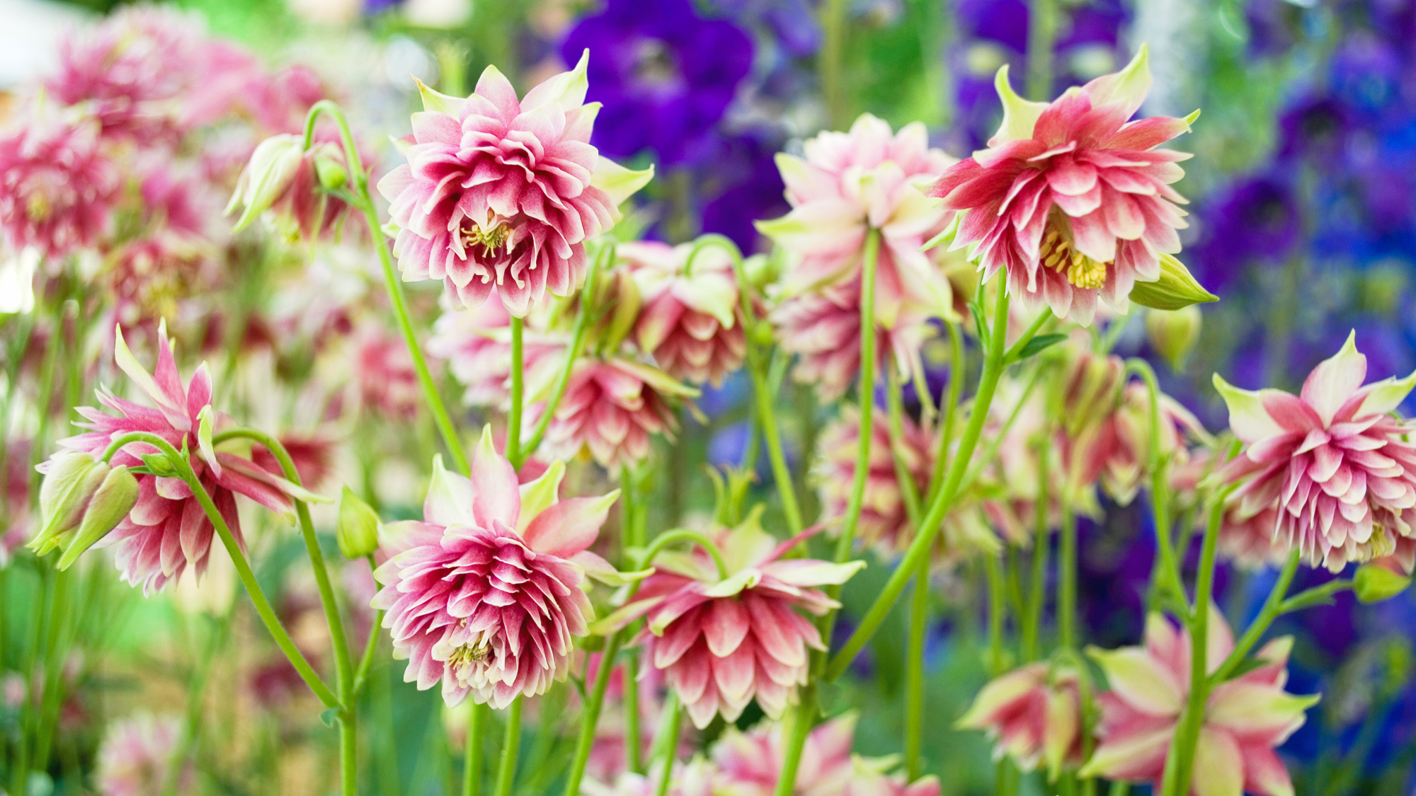 plant of Aquilegia Vulgaris, pink and white flowers, multi petals, in full bloom of spring, yellow pistil, family of Ranunculaceae, gardening, sun light, background, Italy