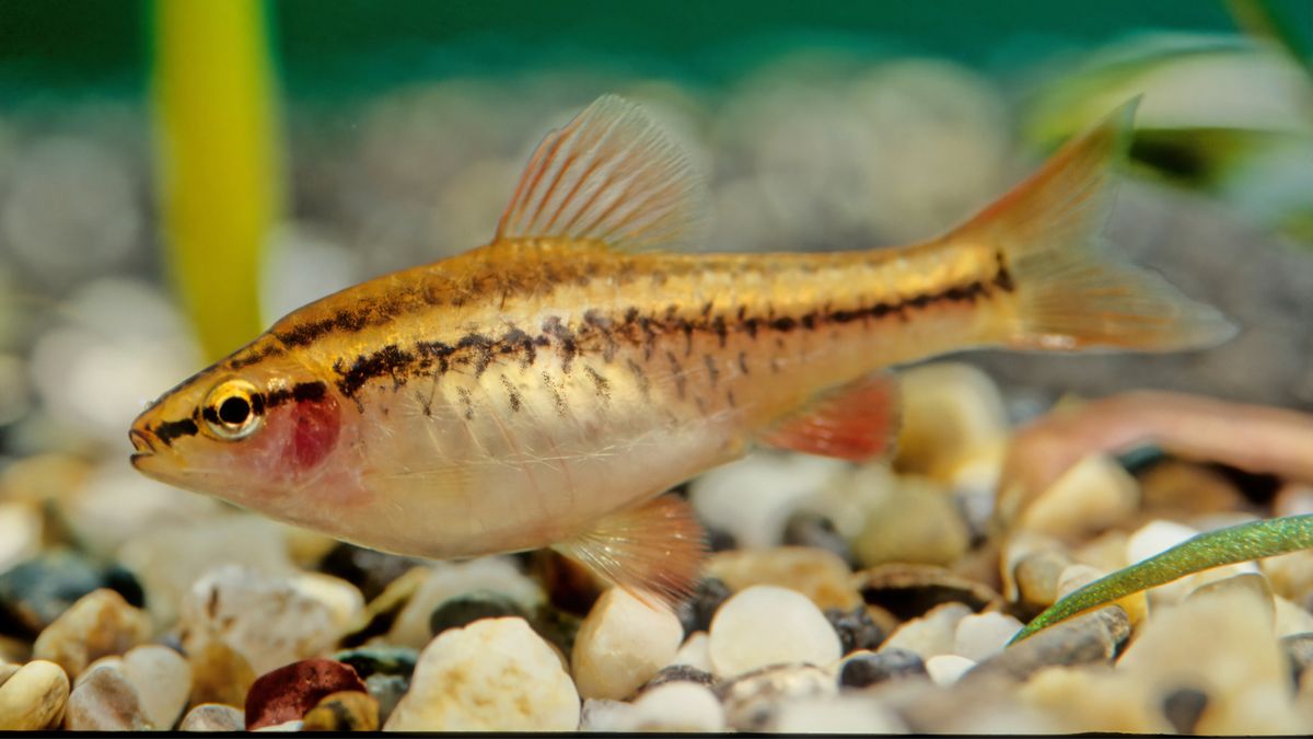 20 low-maintenance fish for busy owners | PetsRadar