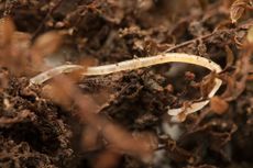 Worm In Compost Garden Soil